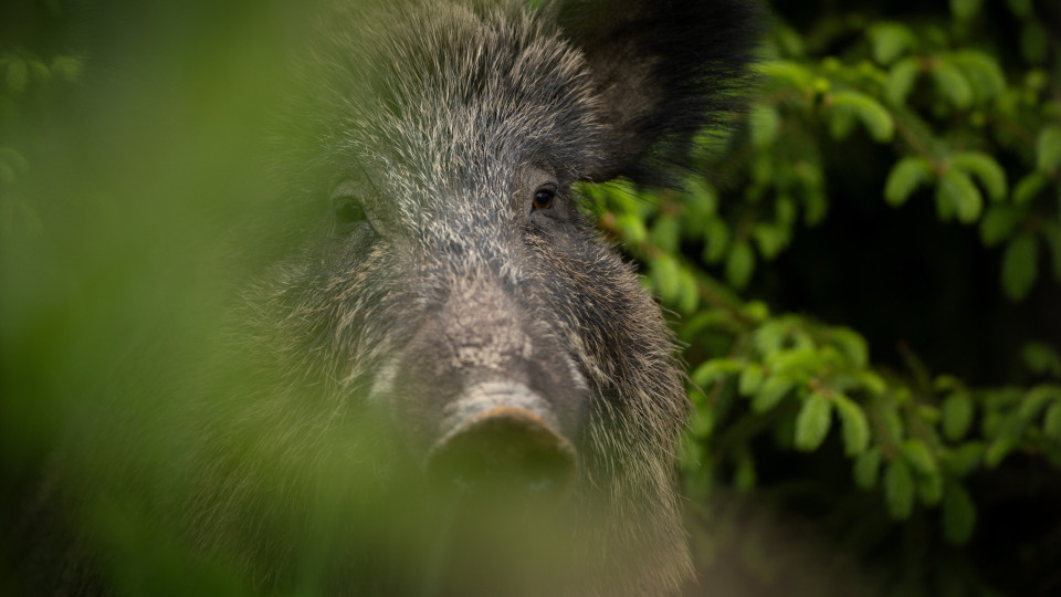 Seis javalis abatidos na Arrábida após queixas de ataques a pessoas