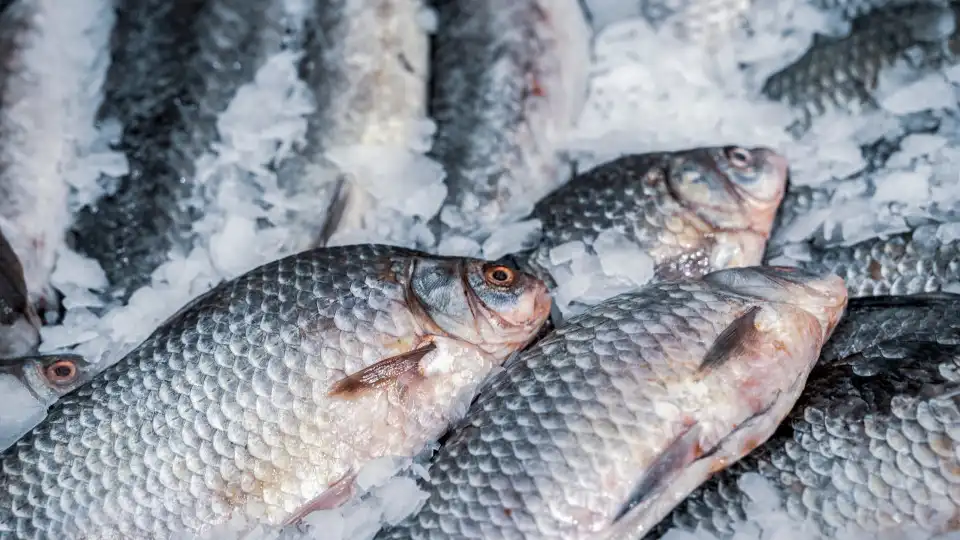 Cinco de oito peixes aumentaram de preço. Que se passou? E quanto custam?