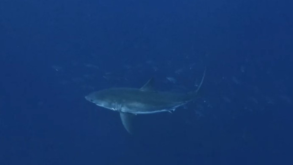 Tubarão-branco visto ao largo da ilha do Faial. Momento raro foi filmado