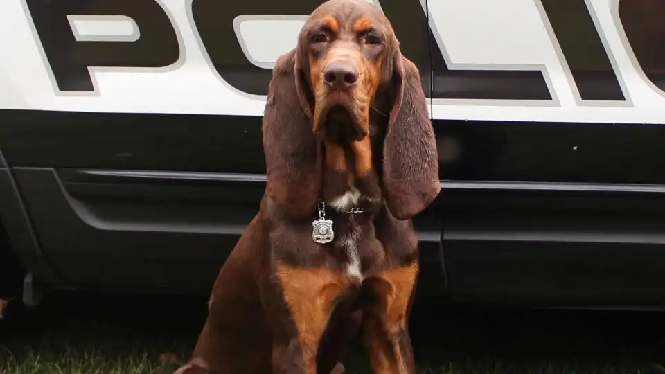 Cão da polícia ajuda criança autista a encontrar caminho de volta a casa