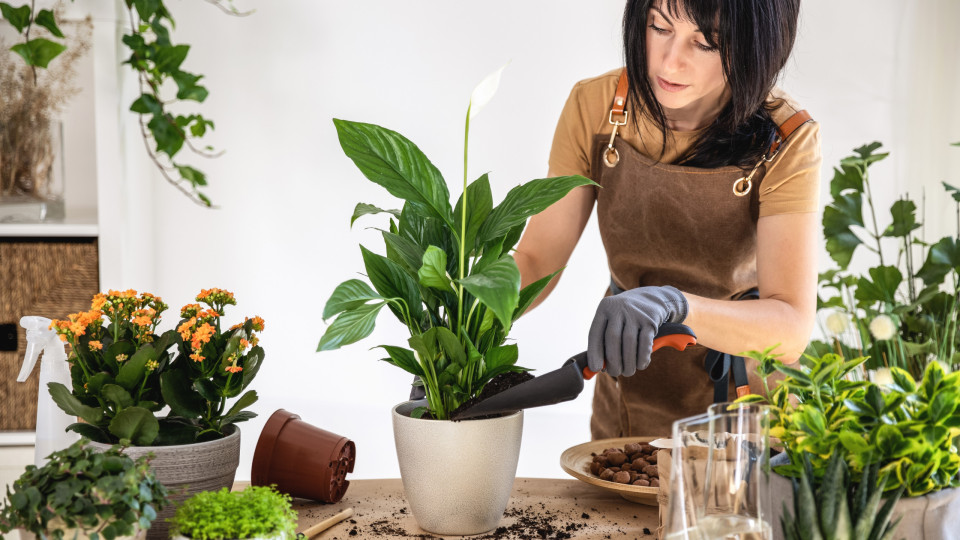 Já tinha percebido que estas cinco plantas ajudam a refrescar a casa?