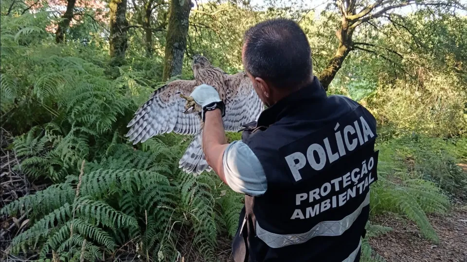 PSP resgata ave de rapina que estava "imóvel no solo" em Guimarães