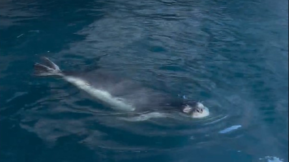 Lobo Marinho avistado em Câmara de Lobos, na Madeira. E há vídeo