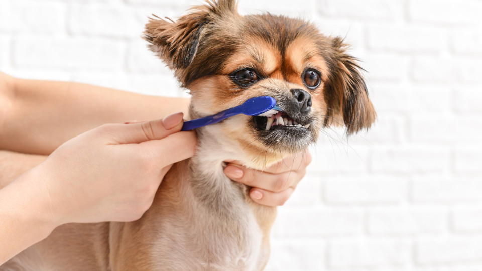 Se não conseguir escovar os dentes ao seu cão, estas são as alternativas