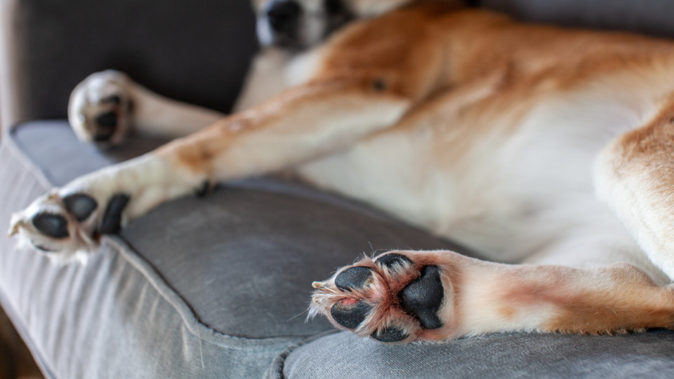 Sim, as patas do seu cão também precisam de ser hidratadas