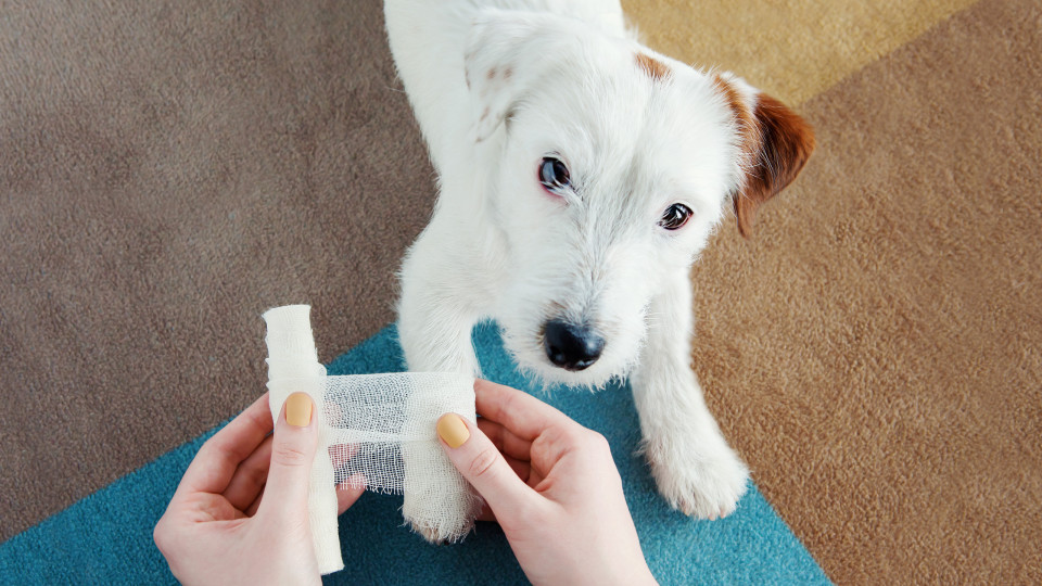 O que deve incluir no kit de primeiros socorros para animais de estimação