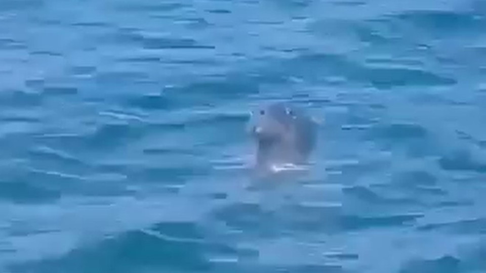 Após praias de Cascais, foca-cinzenta foi vista em Santo Amaro de Oeiras