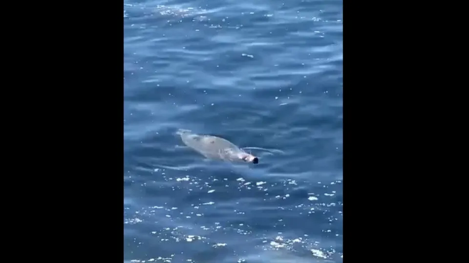 Mais uma voltinha! Foca-cinzenta foi avistada na zona do Monte Estoril