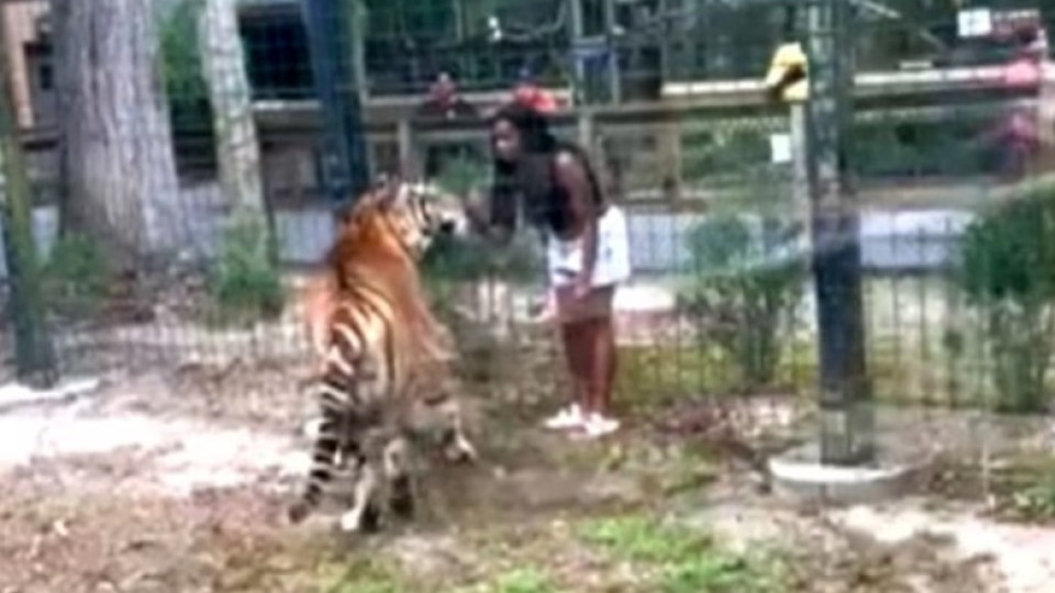 Mulher saltou vedação de zoo e quase foi mordida por tigre. Há vídeo