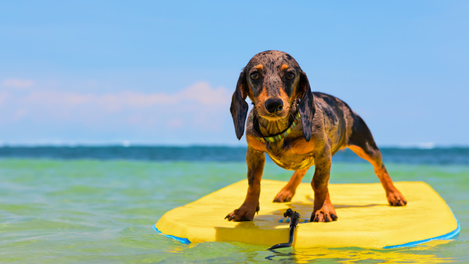 Canicross, surf e outros desportos que pode praticar com cães no verão