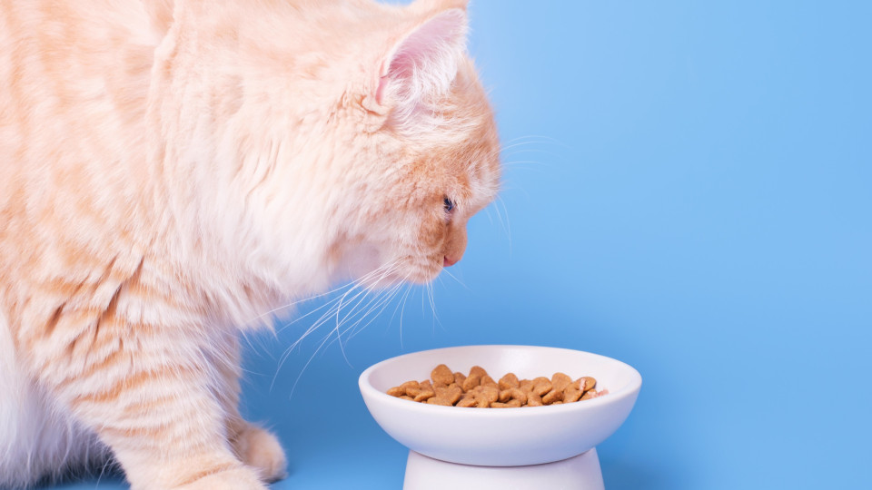 Deve elevar as taças de comida e água do seu gato? Veterinária esclarece