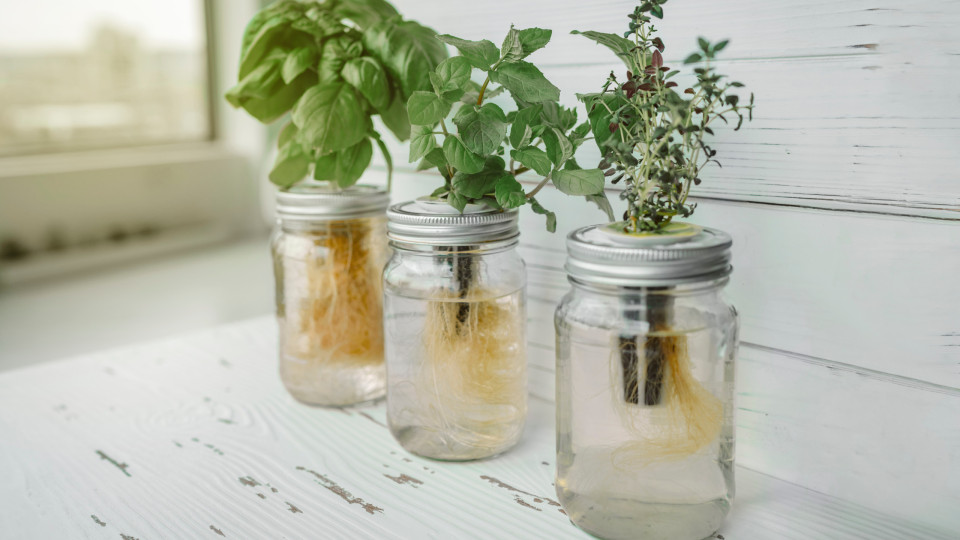 As ervas aromáticas que pode plantar na cozinha sem precisar de terra