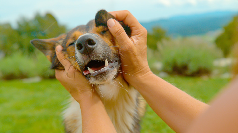 Cães compreendem palavras mesmo que não sejam ditas pelos donos