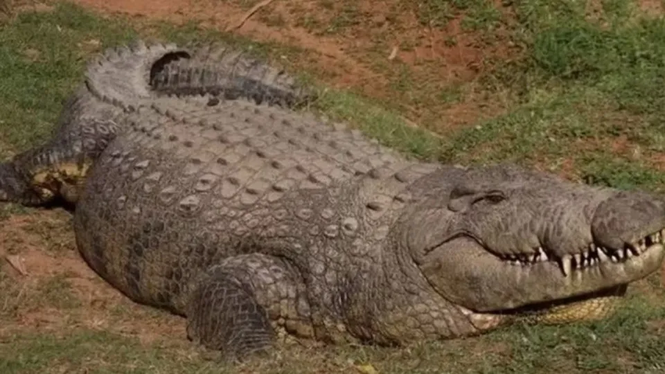 Crocodilo mais velho do mundo tem 123 anos e 10 mil filhos