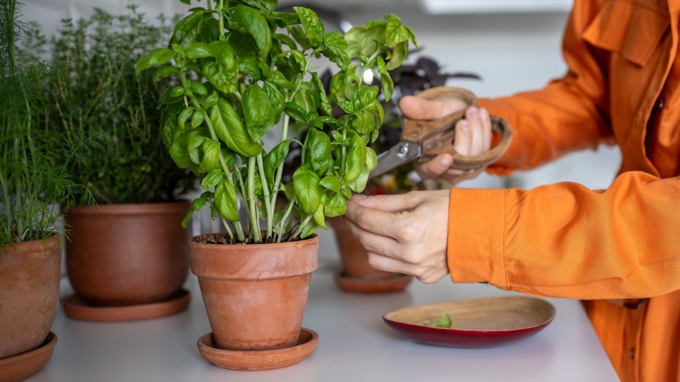 Sete plantas que ajudam a manter longe de casa as moscas da fruta