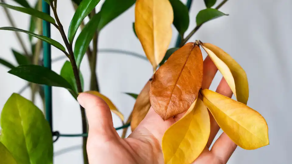 'Remédio' caseiro para recuperar as folhas amareladas das plantas