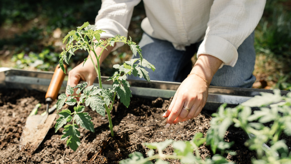 Dicas para garantir que não aparecem ervas daninhas no seu jardim