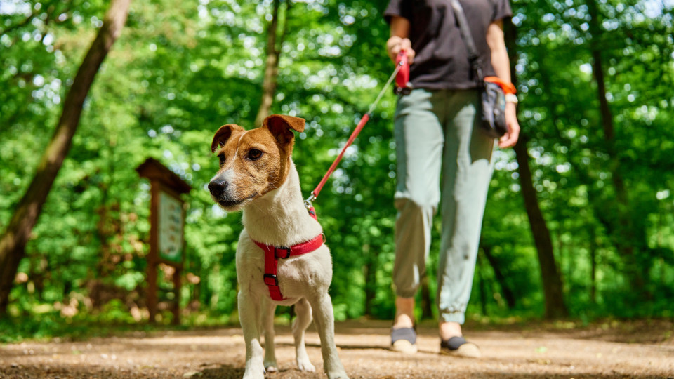 Veterinária explica os motivos que levam o seu cão a andar de lado