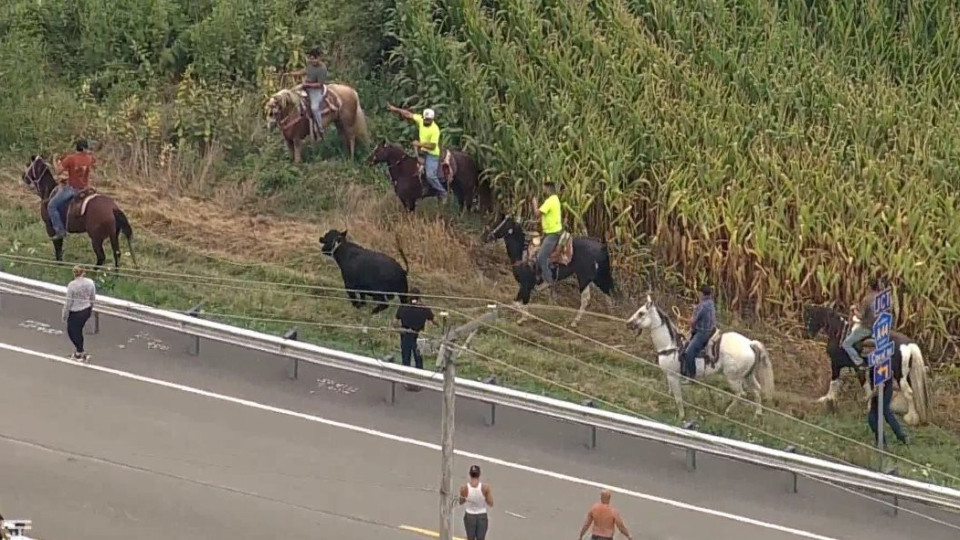 Touro à solta obriga a 'rodeo' improvisado em cidade do Illinois