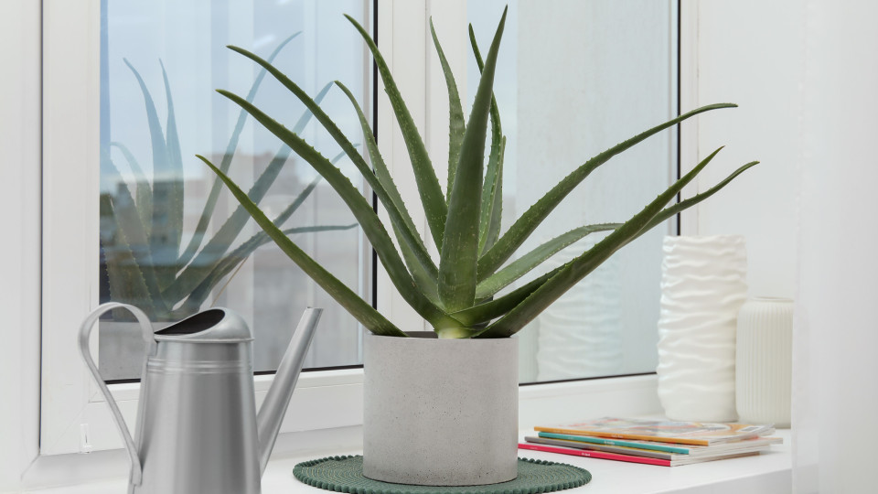 Como regar a sua aloe vera para mantê-la sempre bonita e saudável