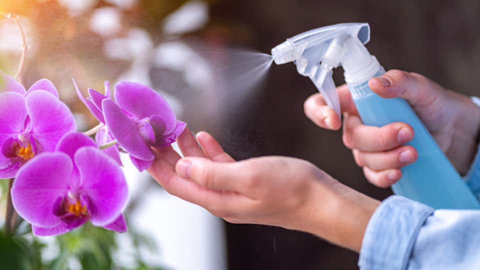 Tem orquídeas? Três erros que podem arruinar a planta