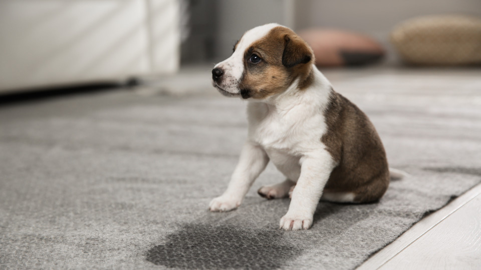 O seu cão voltou a urinar no tapete? É assim que pode resolver a questão