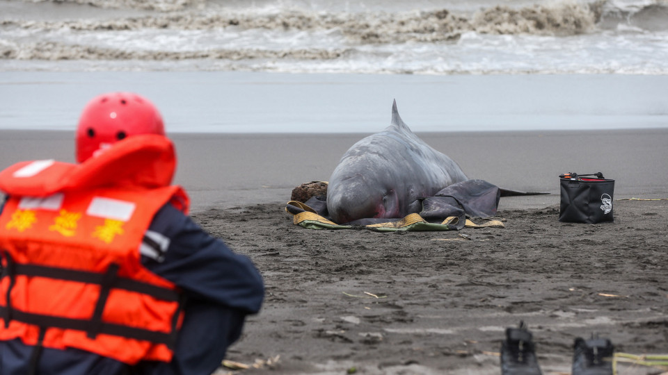 Voluntários aprendem a impedir encalhes de baleias e golfinhos em Taiwan