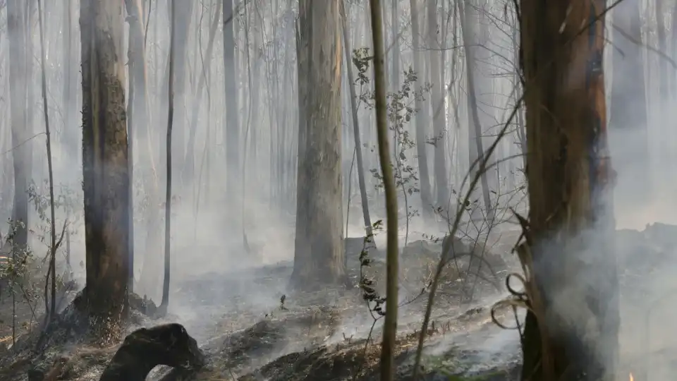 Fogo em Mirandela entrou em fase de rescaldo mas meios mantêm-se no local