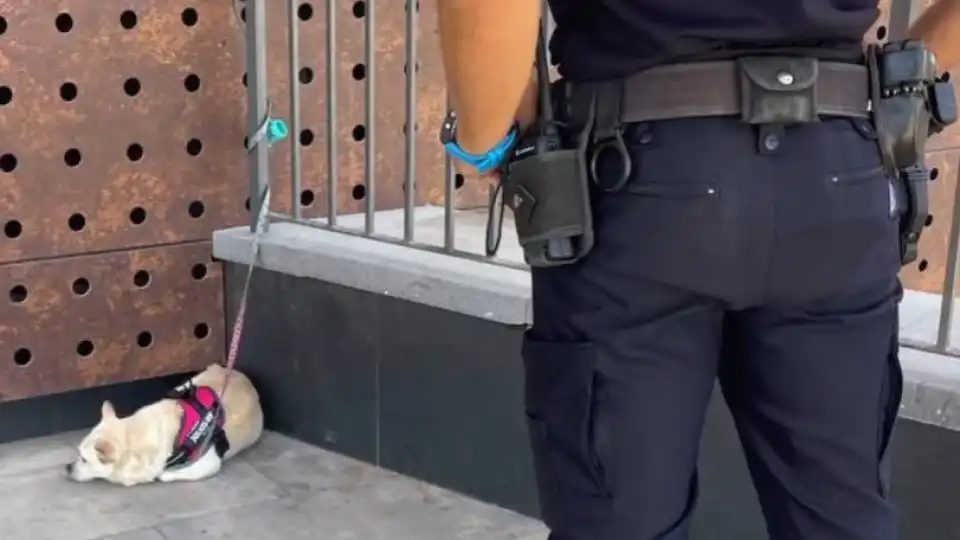 Mulher multada após deixar cão à porta de supermercado para ir às compras