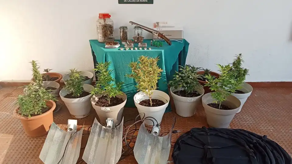 Quatro detidos em Peniche por tráfico de droga. Onze plantas apreendidas