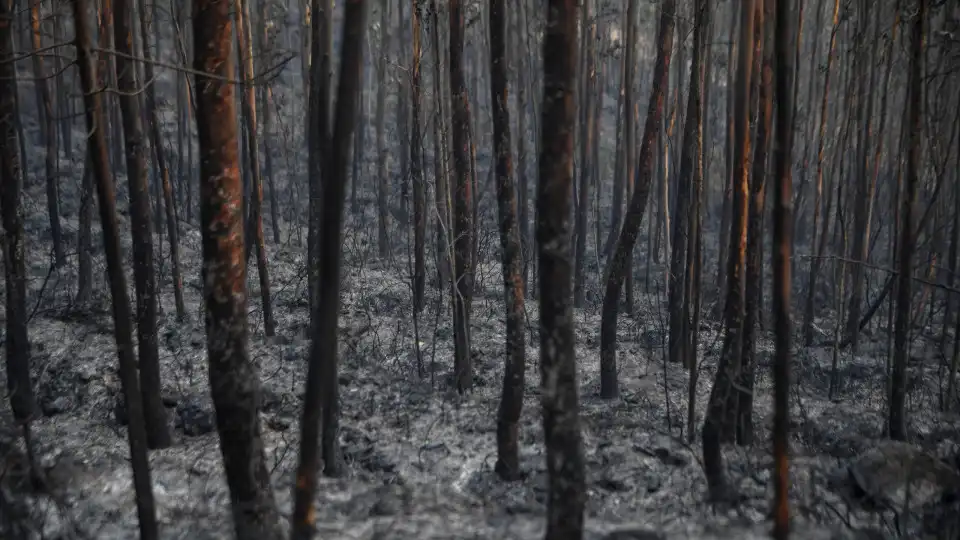 Incêndios. Quercus começa recolha de sementes e ajuda à recuperação