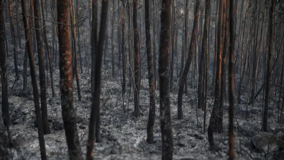 Incêndios: Conselho de Ministros aprovou medidas de apoio e recuperação