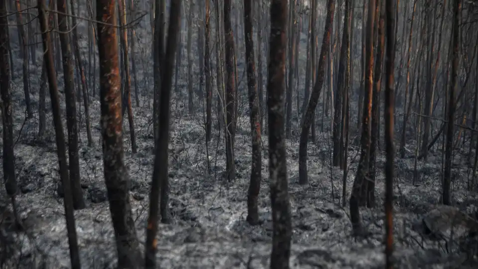 Fogos? Áreas afetadas validam carta de perigosidade, diz investigador