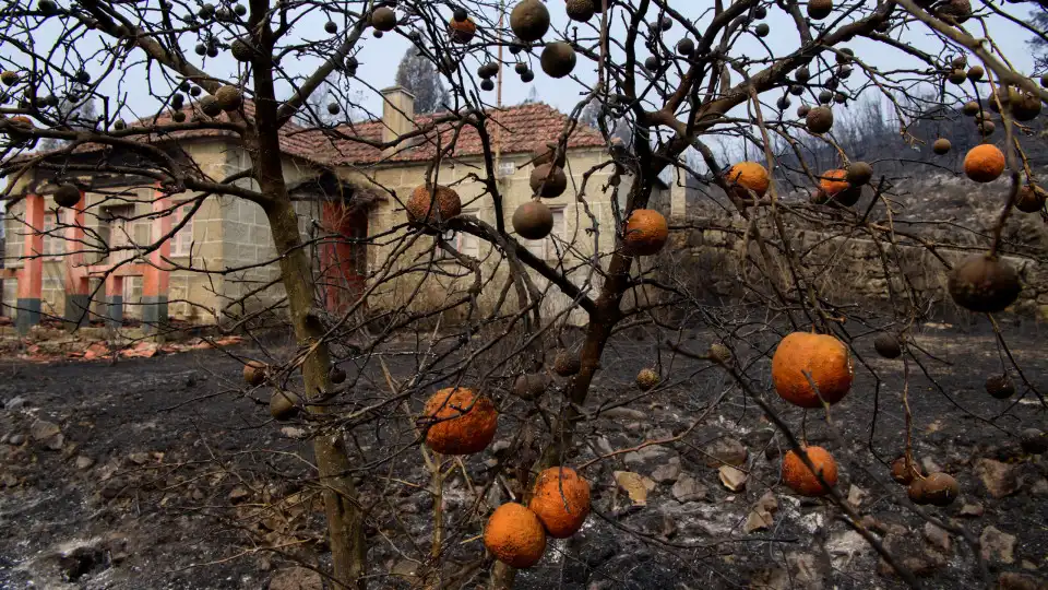 Fogos. CCDR Norte já avalia prejuízos e cria formulário para agricultores