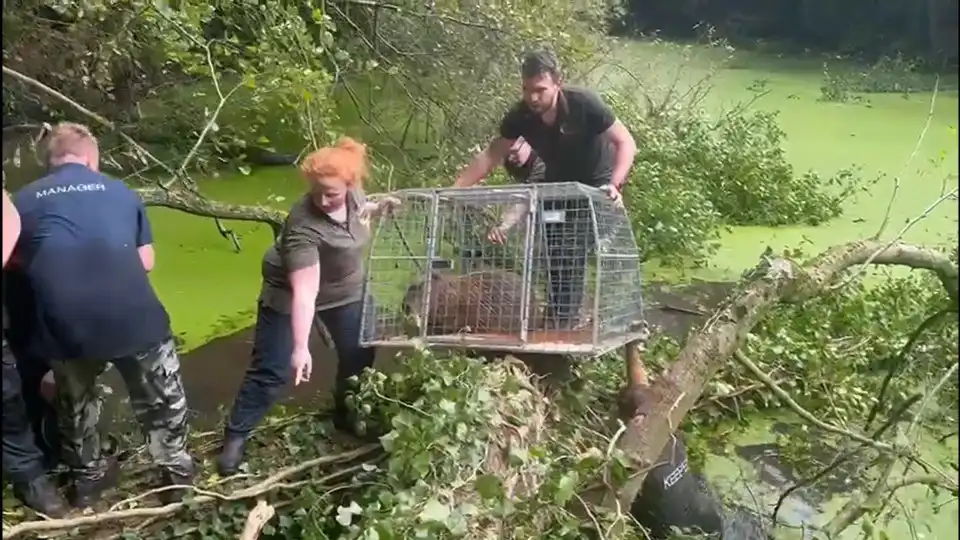 Já apareceu Cinnamon, a capivara que fugiu de um zoológico em Telford