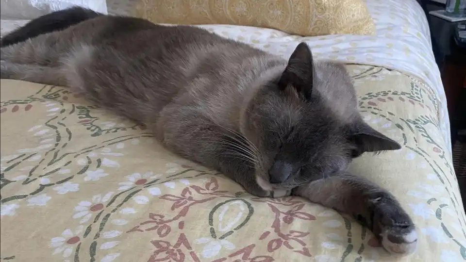 Gato caminha mais de mil quilómetros e regressa a casa ao fim de 2 meses