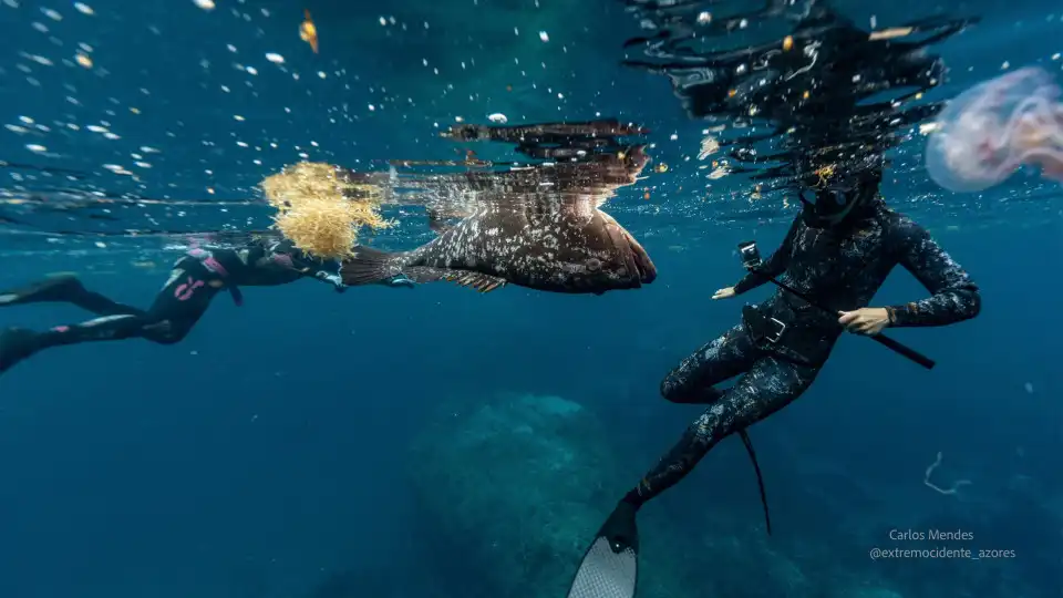 Peixes continuam a surgir à tona de água ao largo das Flores e Corvo