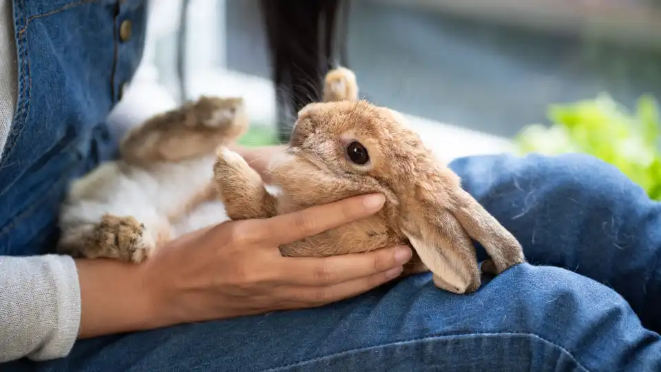 Quer adotar um coelho? Especialistas têm conselhos preciosos