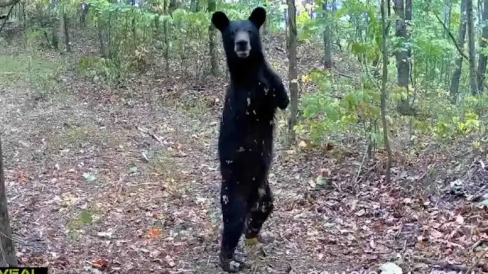 Urso sem patas da frente apanhado a andar como os humanos. "Incrível"