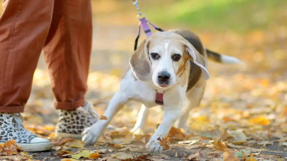 Se é sempre um stress passear o seu cão, vai gostar de ler este artigo