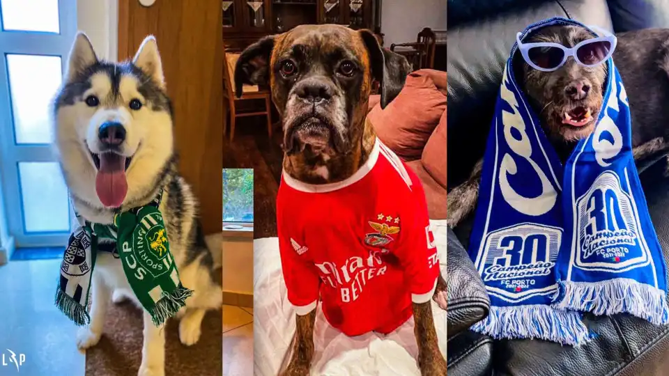 Quem disse que os animais não têm clube? Os adeptos especiais da I Liga