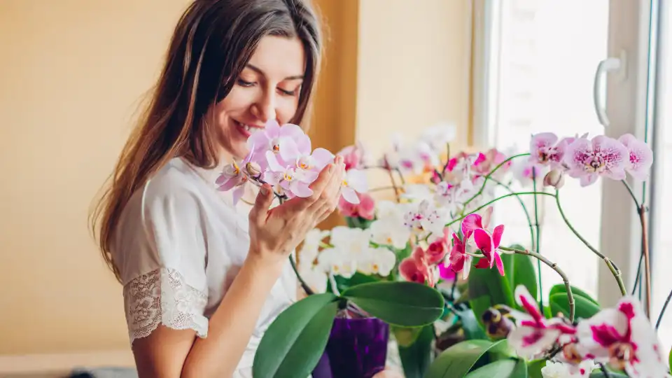 É aconselhável regar as orquídeas com água da torneira? 