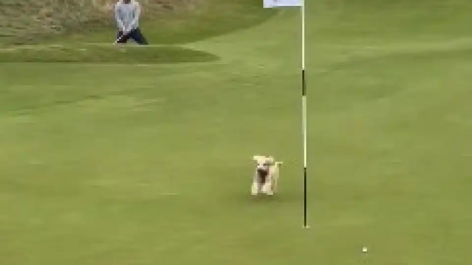 Ver para crer. Cão invade campo de golf e abocanha bola... de Gareth Bale