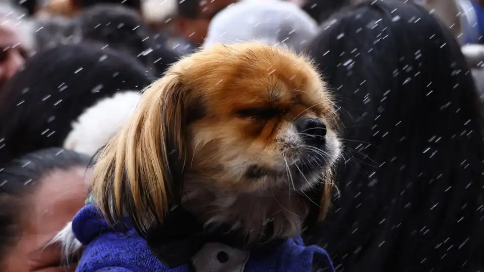 Dezenas de animais de estimação recebem bênção em missa. Veja a cerimónia