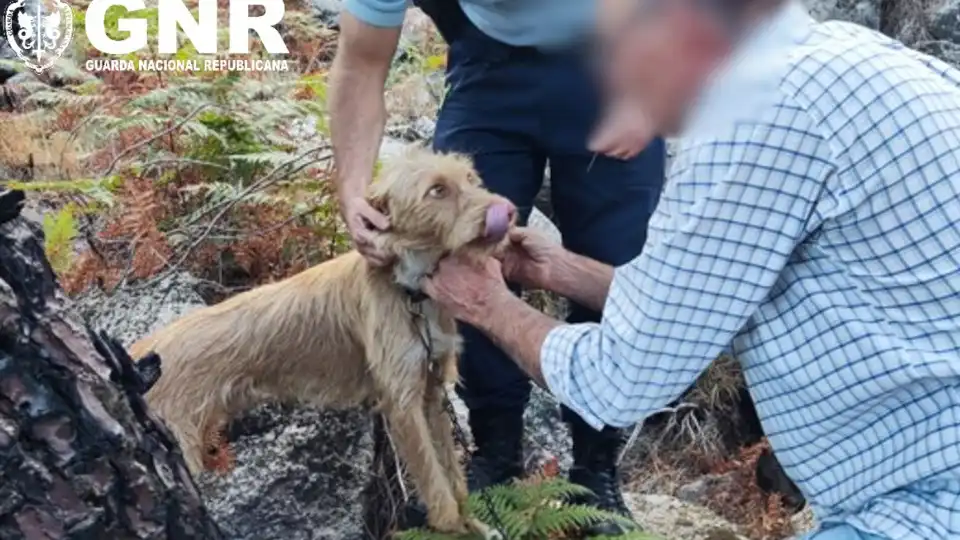 GNR encontra cão desaparecido há dez dias na Covilhã