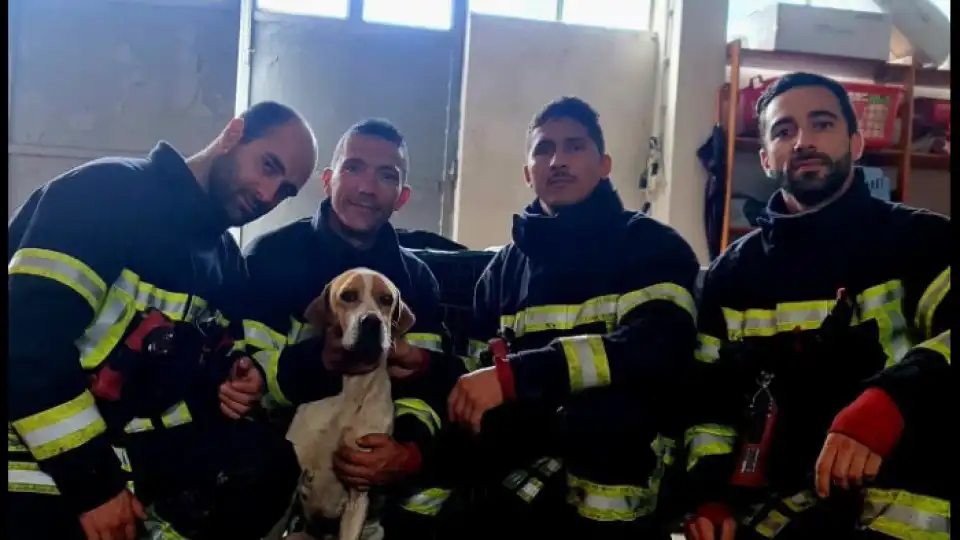 Bombeiros de Mirandela resgatam cão preso pela cabeça. As imagens