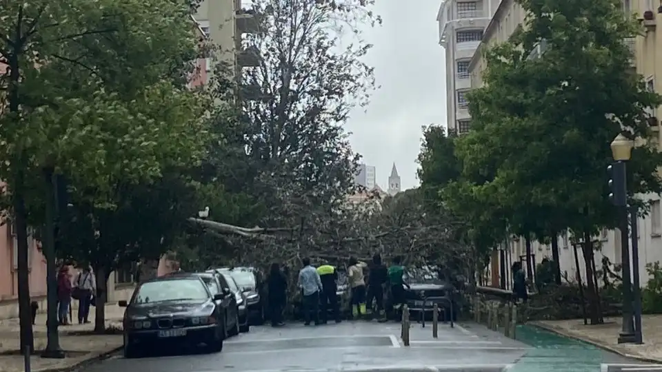 Árvore cai em cima de carro em Lisboa e corta trânsito. Veja o vídeo