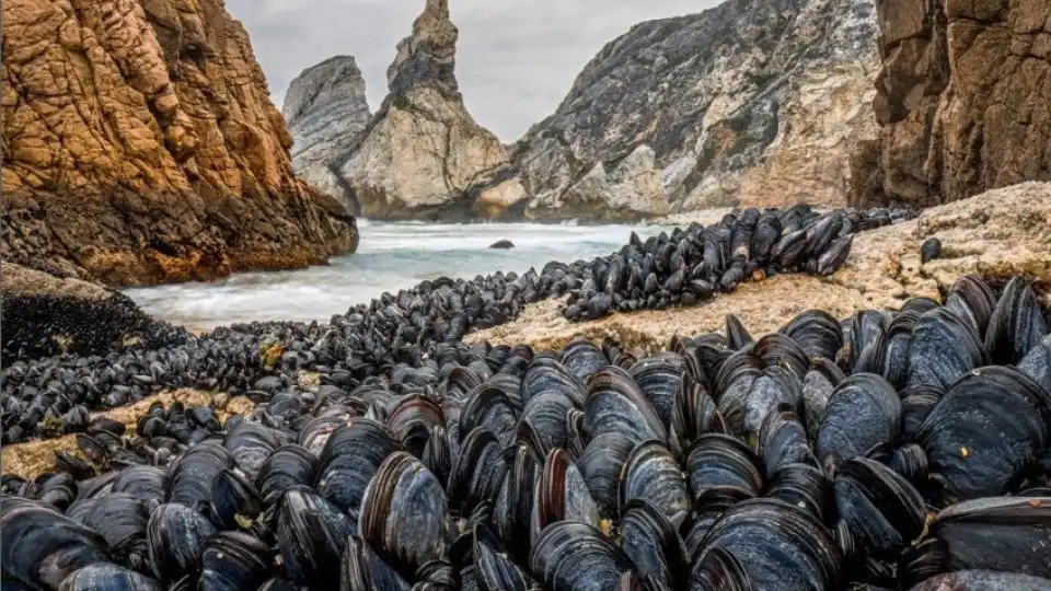 Fotografia de mexilhões em praia portuguesa distinguida no Reino Unido