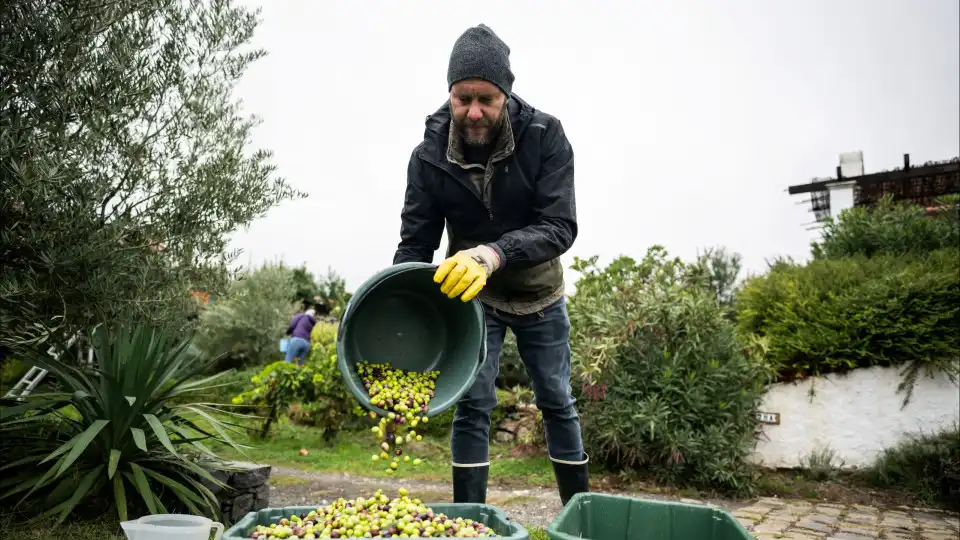 De Espanha à Hungria. Oliveiras terão novo lar? Produtor acredita que sim