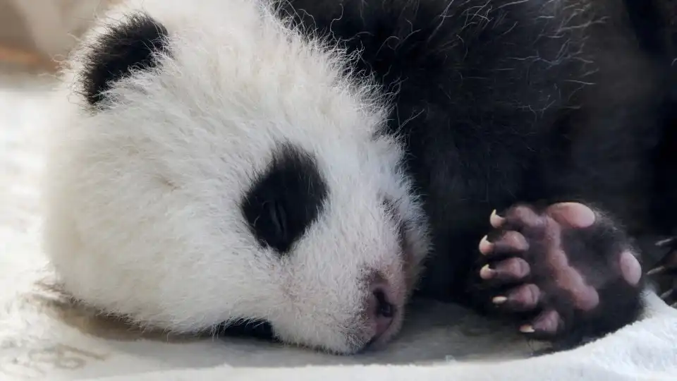 Pandas enviados pela China já estão nos EUA a explorar a nova casa